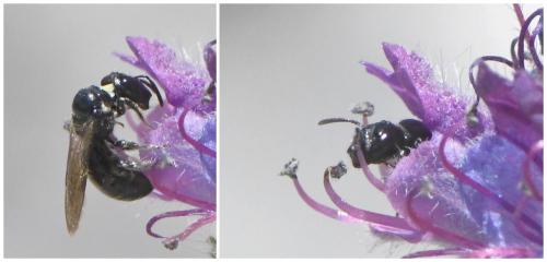 Réf. 260 907 : Ceratina cucurbitina